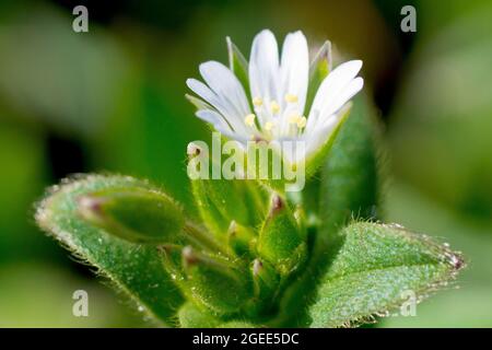 Gewöhnliches Mausohr-Kicherkraut (cerastium fontanum), Nahaufnahme einer einsamen offenen Blume mit Knospen und Blättern. Stockfoto