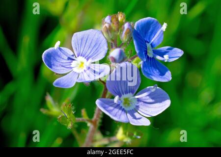 Germander Speedwell (veronica chamaedrys), Nahaufnahme der markanten blauen Blüten der Pflanze. Stockfoto
