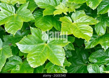 Platane (acer pseudoplatanus), Nahaufnahme der frischen grünen Blätter des Baumes kurz nachdem sie im Frühjahr erscheinen. Stockfoto