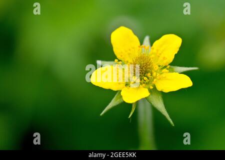 Wood Avens (geum urbanum), auch bekannt als Herb Bennett, Nahaufnahme einer isolierten, einsamen Blume mit geringer Tiefenschärfe. Stockfoto