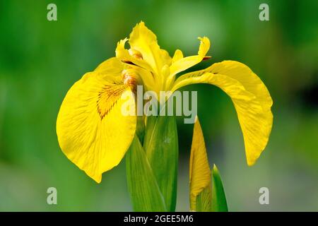 Gelbe Iris (Iris pseudacorus), auch als Gelbe Flagge bekannt, Nahaufnahme einer offenen Blume und Knospe, isoliert vor einem unfokussierten Hintergrund. Stockfoto