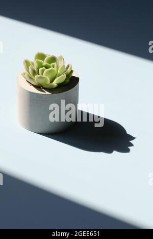 Immergrüne Sukulente in Beton Topf mit tiefen Schatten auf blauem Hintergrund.Home Dekoration. Minimal Natur Hintergrund. Garten und minimal floralen Konzept. Stockfoto