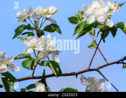Der weiße Apfelbaum blüht symmetrisch an einem hübschen blauen Himmel im Frühling. Stockfoto