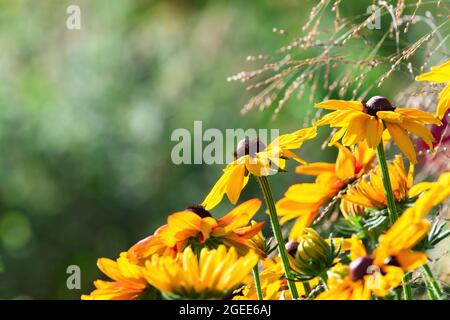 Eine Gruppe von Black Eyed Susan Blumen unterschiedlicher Höhe, die eine schräge Präsentation mit einem entfernten grünen Hintergrund schaffen. Stockfoto