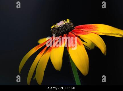Eine kühn gefärbte Susan-Blume mit schwarzen Augen, leuchtend gelben Blütenblättern und leuchtend roten Strahlen vor dunklem Hintergrund. Stockfoto