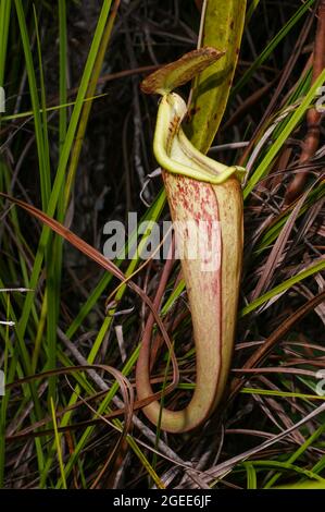 Krug von Nepenthes rafflesiana, einer fleischfressenden Krug-Pflanze, Sarawak, Borneo Stockfoto