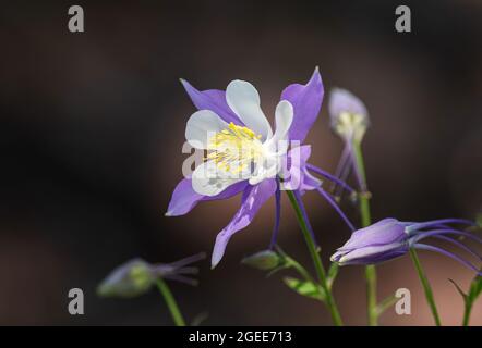 Schöne Columbine-Blume in voller Blüte, die das weiche Licht der Sonne mit Ablegern umkreist, die mit einem weichen dunklen Hintergrund umgeben sind. Stockfoto