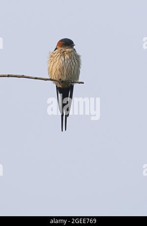 Rotkehlschwalbe (Hirundo daurica), Erwachsener, der auf einem Zweig im Norden Thailands thront November Stockfoto