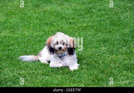 Shih Tzu und Pudel Mix, genannt Shih Poo, liegen gerne auf dem kühlen, grünen Gras seines Hofes. Stockfoto