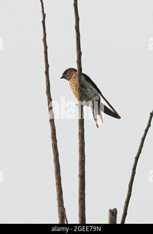 Rot-rumpelte Schwalbe (Hirundo daurica) Erwachsener, der in einem toten Baum im Norden Thailands thront November Stockfoto