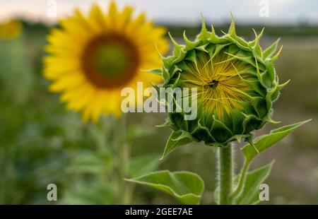 Nahaufnahme einer geschlossenen Sonnenblumenpflanze auf einem Feld, das von offenen Sonnenblumen auf einem verschwommenen Hintergrund umgeben ist Stockfoto