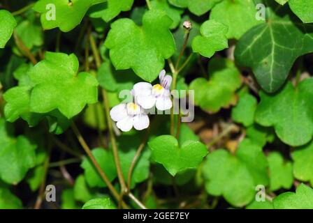 ivy-leaved toadflax, Kenilworth Efeu, coliseum Efeu, pennywort, Zimbelkraut, Cymbalaria muralis, kőfali pintyő, Ungarn, Magyarország, Europa Stockfoto