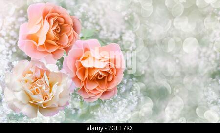 Blühende Rosen unter einer Wolke von Blumen Gypsophila und Bokeh auf einem entkochten Hintergrund Stockfoto