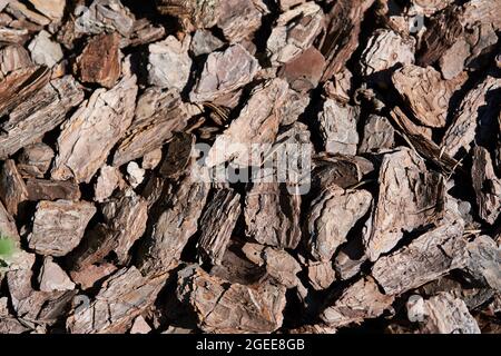 Die Textur von zerdrückter Baumrinde auf einem Nahaufnahme-Hintergrund. Zerkleinerte braune Baumrinde zur Dekoration.Mulchen des Bodens. Dekorative Gartenarbeit qualitativ hochwertiges Foto Stockfoto