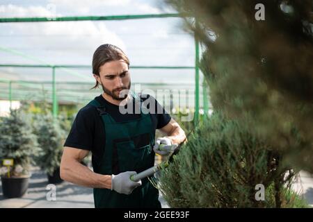 Fokussierter Mann im gleichmäßigen scheren grünen Busch während der Arbeit im Gewächshaus auf dem Bauernhof Stockfoto