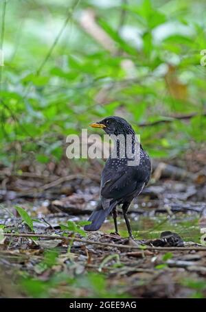 Blauer Pfeifdrossel (Myophonus caeruleus eugenei) erwachsener Rüde am Waldpool in der Nähe von Kaeng Krachan, Thailand Mai Stockfoto