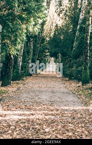 Pfad zwischen Bäumen in einer Gasse mit herbstlichen Blättern bedeckt Stockfoto