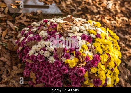 Bunte gelbe, weiße und rote Chrysantheme Blume Stockfoto