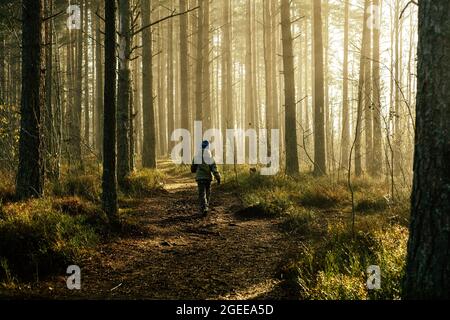 Junge in einer Jacke, der morgens im Nebel in der Sonne durch den Kiefernwald spaziert, Bäume in einem Dunst aus Licht. Stockfoto