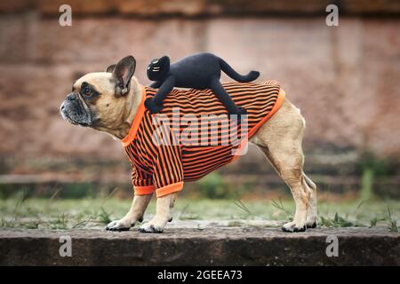 Lustiges Hundekostüm mit einer französischen Bulldogge und einer gruseligen Katze, die auf dem Rücken reitet Stockfoto