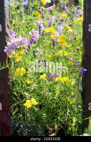 Blumen vor einer Kapelle in Cornwall Stockfoto