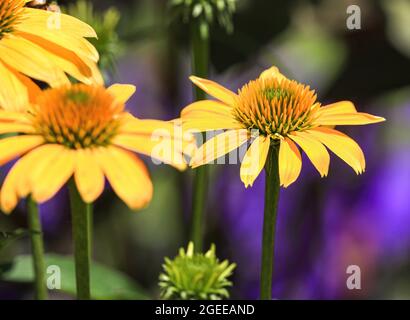 Leuchtend gelbe Echinacea Blüten mit einem lila und grünen Hintergrund. Stockfoto