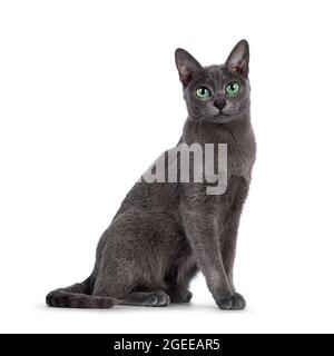 Junge silberne Korat-Katze, sitzend Seitenwege. Blick auf die Kamera mit leuchtend grünen Augen. Isoliert auf weißem Hintergrund. Stockfoto