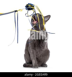 Junge, silberne Korat-Katze, die nach vorne zeigt. Spielen und Beißen in Katzenspielzeug. Isoliert auf weißem Hintergrund. Stockfoto