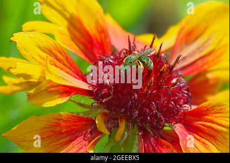 Eine grüne metallische Schweißbiene (Halicidae - Agapostemon) auf einer Blanket-Blume (Gallardia). Stockfoto