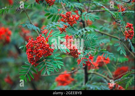 Sitka- oder Pacific Mountain Ash (Sorbus sitchensis)-Beeren. Stockfoto