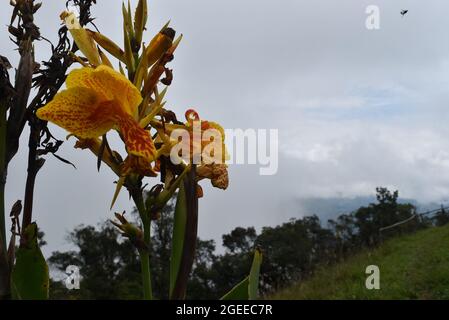 Gelblog große Blüten einer Canna indica Stockfoto