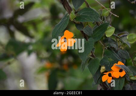 Die Augenblume des orangen Dichters. Thunbergia alata Stockfoto