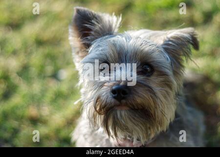 Niedliche kleine graue Yorkshire Terrier Welpen Nahaufnahme Porträt mit einem grünen Hintergrund aufgenommen draußen an einem Sommertag Stockfoto