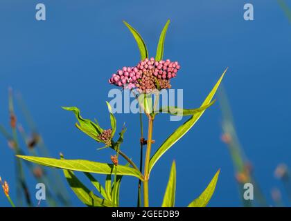 Nahaufnahme einer Sumpfmilchkraut-Pflanze (Asclepias incarnata) in den frühen Stadien ihres Blühzyklus. Stockfoto