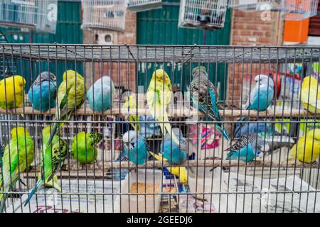 EL ALTO, BOLIVIEN - 23. APRIL 2015: Papageien in einem Käfig zum Verkauf auf einem Markt in El Alto, Bolivien. Stockfoto