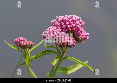 Nahaufnahme einer vibrierend rosa Sumpfmilchpflanze, die vor einem neutralen grauen Hintergrund blüht. Stockfoto