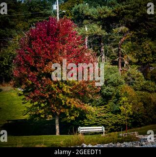 Kleine weiße Bank, die an einem schönen Herbsttag unter einem Baum im Horseshoe Island Park sitzt Stockfoto