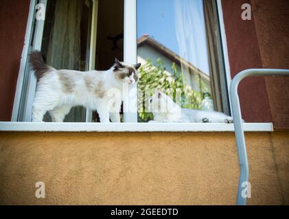 Zwei Stammkatzen Ragdoll und schottische Chinchilla sitzen auf der Fensterbank und beobachten die Straße Stockfoto