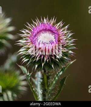 Moschus Thistle Blütenkopf, Nahaufnahme, zeigt innere Samen und Struktur in der frühen Blütephase. Stockfoto