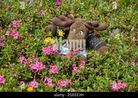 Almenrausch, Steinrose, Almrausch, Elch, Stofftier, wild, Kuscheltier, Geweh, gefährlich, Blumenwiese, Imposant, Blume, Blüte, Alpenrose, Be Stockfoto