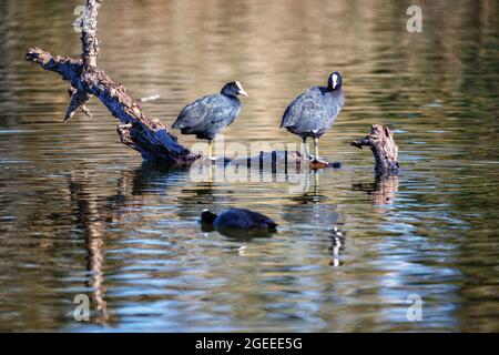 Nahaufnahme einer Gruppe Blässhühner, die auf dem Baumzweig im Teich sitzen Stockfoto