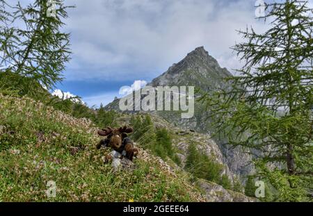 Almenrausch, Steinrose, Almrausch, Elch, Stofftier, wild, Kuscheltier, Geweh, gefährlich, Blumenwiese, Imposant, Blume, Blüte, Alpenrose, Be Stockfoto