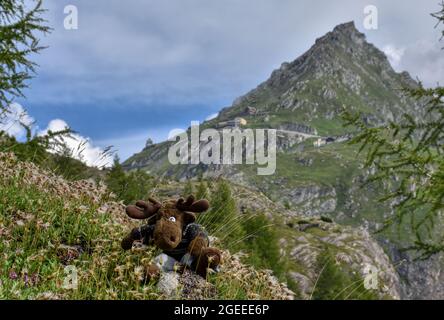 Almenrausch, Steinrose, Almrausch, Elch, Stofftier, wild, Kuscheltier, Geweh, gefährlich, Blumenwiese, Imposant, Blume, Blüte, Alpenrose, Be Stockfoto