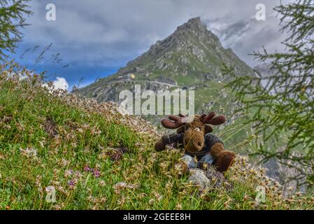 Almenrausch, Steinrose, Almrausch, Elch, Stofftier, wild, Kuscheltier, Geweh, gefährlich, Blumenwiese, Imposant, Blume, Blüte, Alpenrose, Be Stockfoto