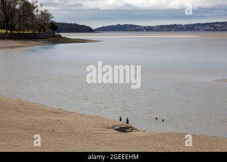 Die Arnside Bore, eine erstaunliche Welle, die in der Kent-Mündung in Cumbria bei den höchsten Frühlingsgezeiten flussaufwärts fährt, betrachtete Arnside Stockfoto