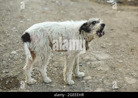 Heimatloser weißer Hund bellt. Straßenhund. Stockfoto