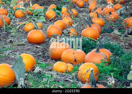 Kürbisse auf einem Feld geerntet. Stockfoto
