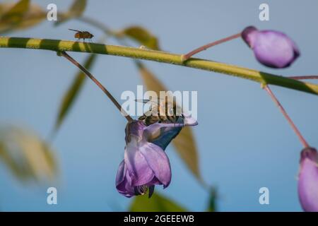 Insekten auf Glyzinienpflanzen blühen aus nächster Nähe auf blauem Himmel Hintergrund Stockfoto