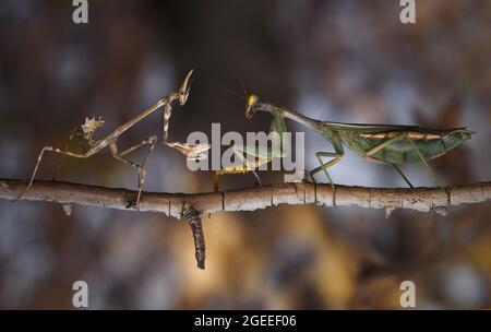 Nahaufnahme der europäischen Mantis mit einer Kegelkopfmantis an einem Ast. Stockfoto