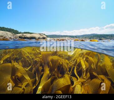 Seetang Algen unter der Meeresoberfläche in der Nähe der Küste, Split Blick über und unter Wasser, Atlantik, Spanien, Galicien, Pontevedra Provinz Stockfoto